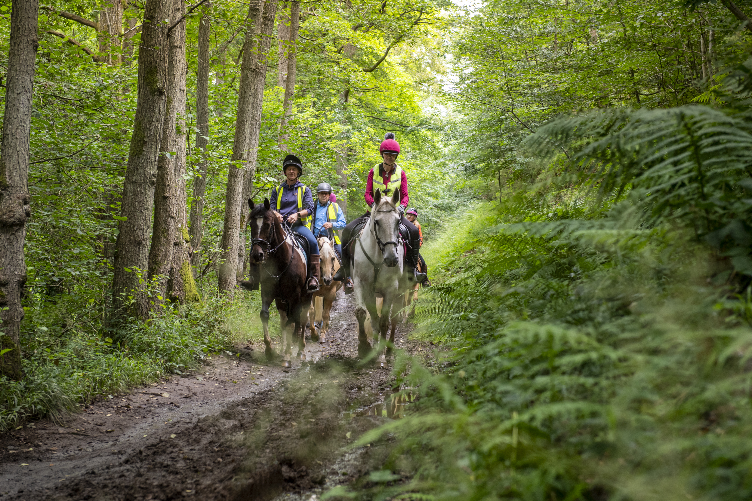 Horse riding at Wyre Forestry England